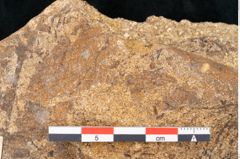 Foto (Detailansicht) von Fagus ninnisiana Unger (NHMW-GEO-2024-0188-10205)